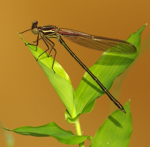 Male, immature
10 Aug 2005  Gordon